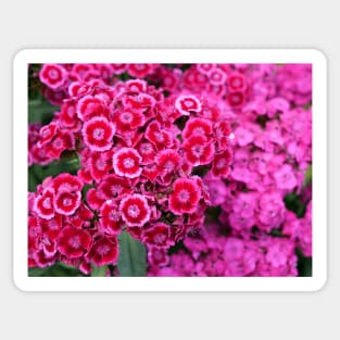 Sweet William pink flower Auricula-Eyed Mixed Sticker